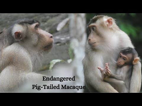 Discovering the Pig-Tailed Macaque | Monkey Video