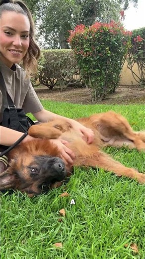 3 Dog Parent Mistakes Affecting Your Dog’s Calm, Digestion & Comfort