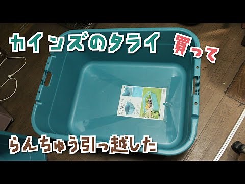 【金魚・らんちゅう】カインズのタライを買ってみた｡"Gold Fish Pond,RANCHU"
