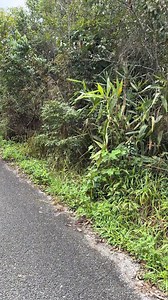 #gibbon #funfacts #recreation #thebear | Gibbon Conservation