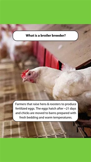How are Chicken Raised in Canada?