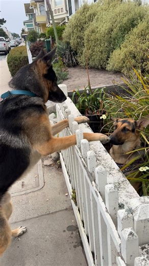 Need help socializing your dog? The first step is training them. Once your dog is trained it’s way easier and safer to socialize them with other dogs. ❤️ Get started for only $750 and get 4 private 1 on 1 lessons and a FULL Year of group classes and pack walks held on the weekends all year long for a total of 104 FREE BONUS sessions!!!! Get started by filling out a form at the link below: www.MontereyDogTraining.com Guaranteed Results in 30 Days or Less!!! #monterey #carmelbythesea #pacificgrove
