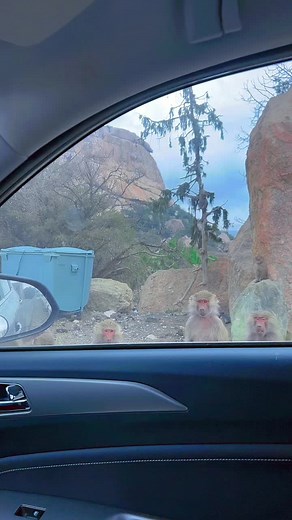 Exploring Baboons in Their Natural Habitat