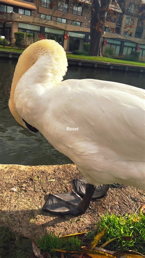 #sunday #reset #restart #cambridge #fyp