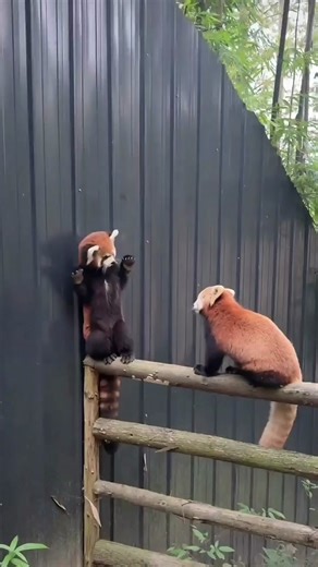 Red Panda Academy: Battle Mode Unleashed