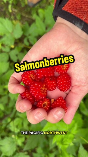 Discover Salmonberries: A Coastal Culinary Treasure