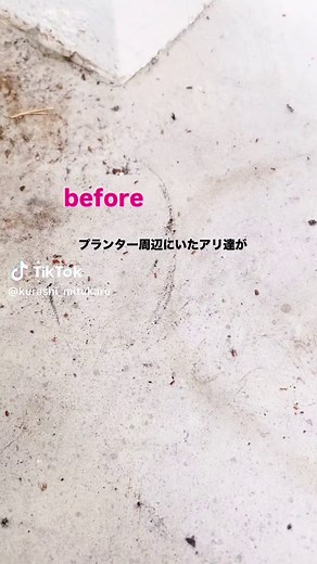 重曹と砂糖でアリ退治を成功させた方法
