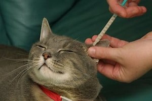 Transdermal Methimazole - For Cats - National Custom Compounding