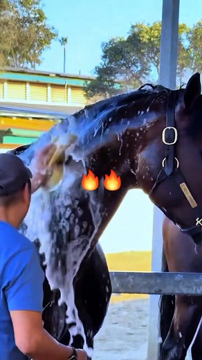 Memandikan sang jawara | Imran Rhaju