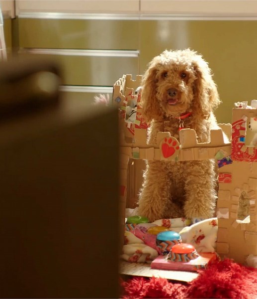 Waffle the Wonder Dog: Cutest Mini Poodle Moments