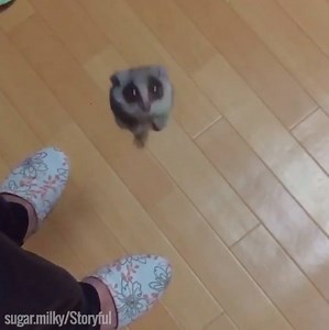 2.9M views · 14K shares | Mouse lemur rocket INCOMING!  | UNILAD | Facebook