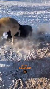 29K views · 153 reactions | Tibetan mastiff vs wolfs. #tibetan #dog #dogs #wolf #wolfs #dogvswolf #wolfvsdog | My Petsie | Facebook