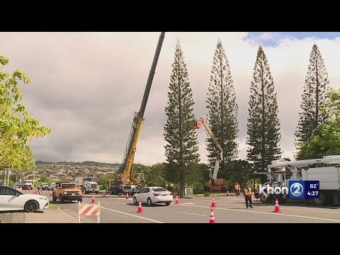 55-ft cook pine tree harvested for Honolulu City Lights