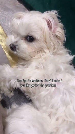 ✨ Meet our little bundle of joy, a Maltese puppy as adorable as a fluffy cloud! 😍
