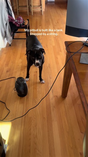 Brave protector. Scared of… a cord on the floor. #pitbullsoftiktok #scaredycat #guarddog #funnydog