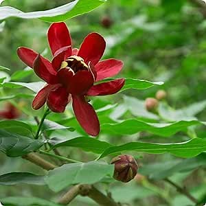 CHUXAY GARDEN 10 Seeds Calycanthus Floridus Seed,Carolina Allspice,Eastern Sweetshrub,Strawberry Shrub Elegant Deciduous Shrub Wonderful Fragrance Edible Spice Easily Grow