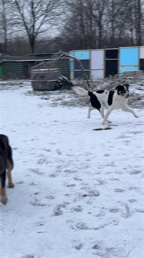 Just a sprinkling of snow ❄️ and they all turn into giddy kippers 🐕🐕⛄️ Unfiltered happiness from our dogs at our kennel-free rescue. Watch to the end for a special moment with Liberty 🐶 | Dogs 4 Rescue