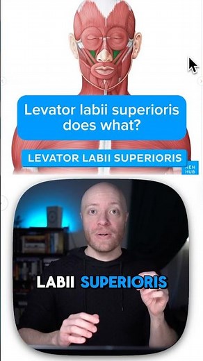 Levator labii superioris does what?