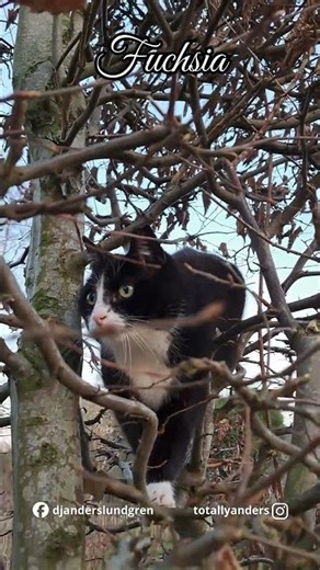 My Cat Climbed a Tree 🐱 How Is She Going To Get Down?! 😅 #cute #shorts #love #fyp #viral #pets #cat