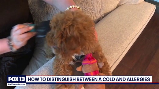 Doctors explain how to tell winter allergies from the common cold