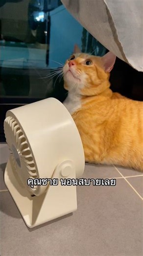 นอนตากพัดลมสบายใจ #ม่อนม่อนลูกคุณหนู #แมว #catlovers #cats #cat #funnycats #cutecat #home #how #pets