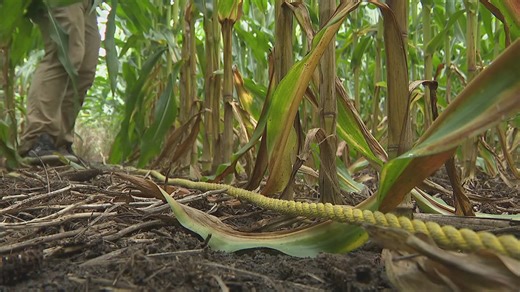 Pro Farmer Crop Tour calculates harvest potential