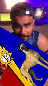 DOBERMAN VS GREAT DANE