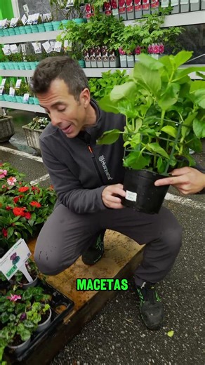 Cuándo plantar hortensias para un jardín espectacular 🌸