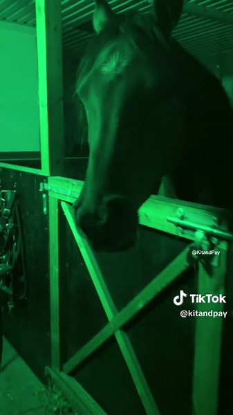 Unique Horse Neighing Sound from Sleepy Arabian Horse