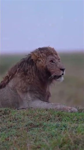 Handsome boy Nzuri is a total tank.#masaimara #keşfetteyizzz #keşfet ... #lion #animallife