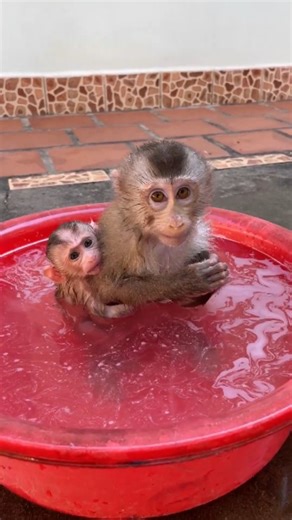 The Monkey Reels on Instagram: "A New Baby Monkey Begins a New Life ⭐️ Today, another tiny baby monkey entered our home with trembling hands and frightened eyes. Alone in the forest with no mother to protect it, this little life had almost given up. The moment we held the baby close, it clung to us tightly, finally feeling warmth and safety for the first time. At Baby Monkey Rescue Foundation, every rescued baby receives gentle care, warm clothing, milk, medicine, and a safe place to heal. These