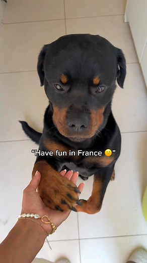 1.2M views · 83K reactions | best trip EVER 凉 Nala The Needy Rottie #rottweiler #dog #dogtravel #viral | Nala The Needy Rottie | Facebook