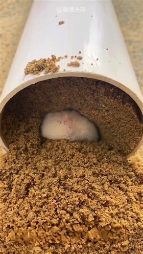 Naughty Hamster Did This Again😂