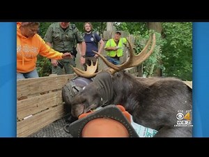 Moose Hit By Car In Worcester, Wanders Away, But Then Captured Safely