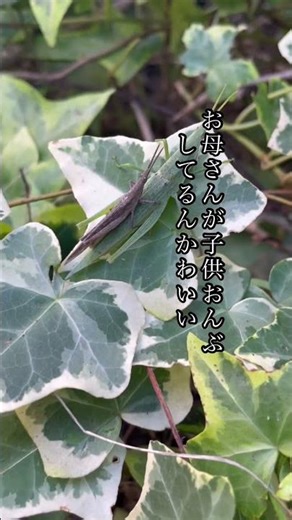 おんぶバッタと人間界を重ね合わせるアラフィフ母さん#バッタ#虫 #アラフィフ