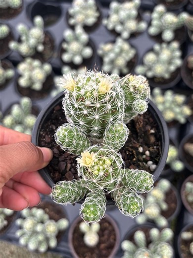 Rare Powder Puff -white Flower Cactus Live Houseplant Rooted 4'' Cactus Cuttings Live Plant , Plant Gifts - Etsy