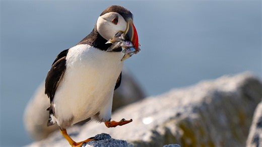 Video. Zählung der Papageientaucher: Farne-Inseln feiern 100 Jahre Schutz