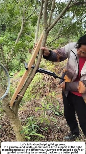 Gentle Guidance: Straightening a Young Tree 🌿