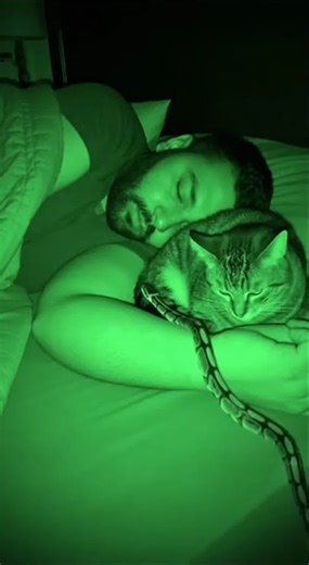 Cat Chases Away Bed-Climbing Snake at Night