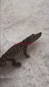 Cuban Crocodile: The Galloping Crocodile