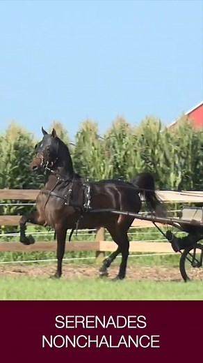 Sunrise Stables, LLC on Reels