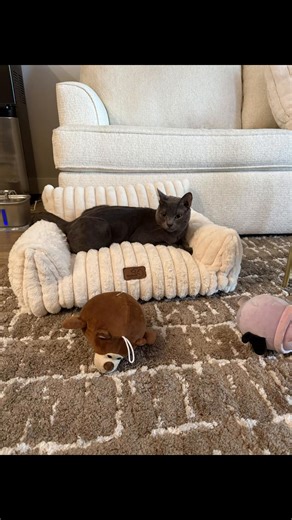 Rocky’s new couch 😊 #cute #kitty #cuteanimals #fyp #cat
