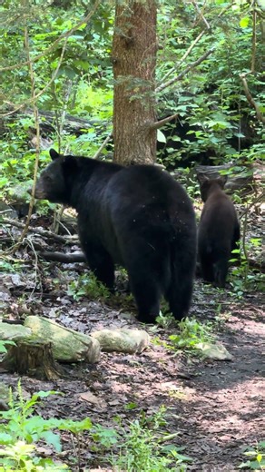 Mama bear walking with her cub!