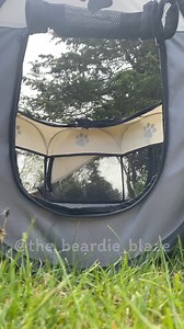 6.2K views · 206 reactions | ✨ Nope ✨ - Smudge #ballpython #royalpython #ballpythonmorphs #snek #video #reels #royalpythonbreeder #reel #reptileowner #python #reptile #reptiles #lizard #ballpythons #snakeowner #videos #reptilelove #snakes #snake #pythons #exoticpets #exotic # #pythonregius | the_beardie_blaze | Facebook