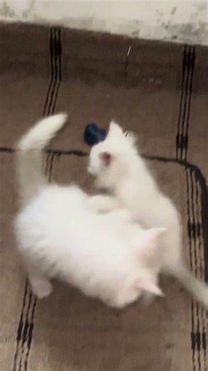 How to make kittens crazy 😹