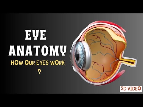 How Our Eyes Work ? "Eye Anatomy 3D Video"