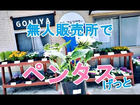 【ガーデニングDIY】無人販売所でペンタス