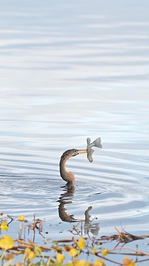 340K views · 3.9K reactions | Anhingas go by many names. Some people call them snake birds. Others call them piano birds. Regardless of the chosen label, anhingas are pretty unique little dinosaurs. They catch their prey underwater by spearing it and when they surface, they have to somehow unspear it. This is the perfect example of how they complete this challenge. Glad I’m not a fish. | Mark Smith Photography | Facebook