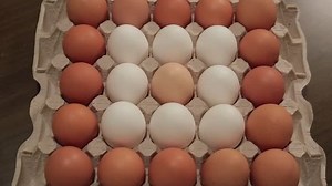 Eggs Animation Perfect Anything Related Healthy Stock Footage Video (100% Royalty-free) 34821229 | Shutterstock