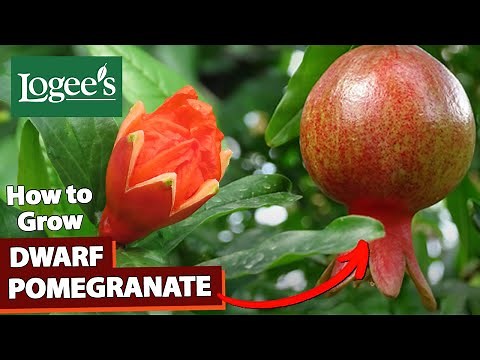 How to Grow Dwarf Pomegranates at Home